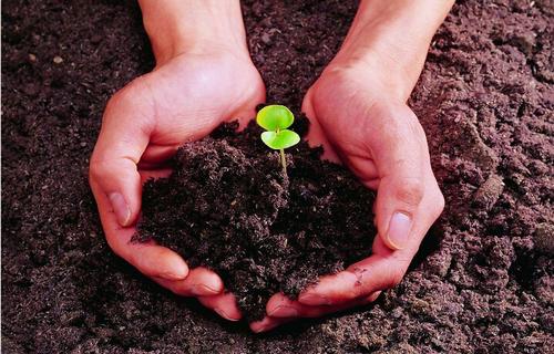 苦难中也有芬芳